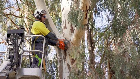 toowoomba tree loppers